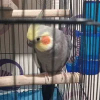 عروس هلندی جفت