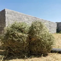 فروش یونجه کاملا خشک