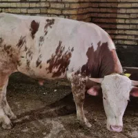 گوساله سیمینتال