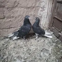 کفتر پرشی|پرنده|قم, باجک دو|دیوار