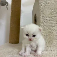 بچه گربه بریتیش ناز و آروم|گربه|تهران, نیاوران|دیوار