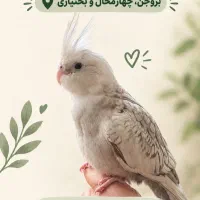 گمشده