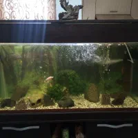 اکواریوم120|ماهی|رشت, کوی مهر|دیوار