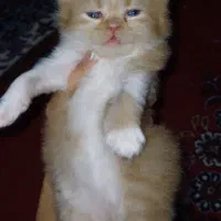 گربه پرشین|گربه|گرگان, |دیوار