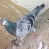 کبوتر بوم نر المانی پلاکی|پرنده|مشهد, کوه سنگی|دیوار