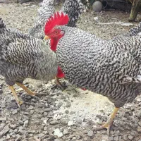 جوجه یک‌ماهه نژاد پلیموت راک