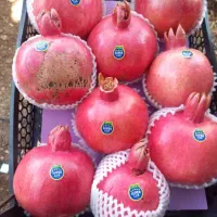 رب انار ،آب انار ،ناردونه سفیدوقرمز کوهمره سرخی|عمدهفروشی|شیراز, محمدیه|دیوار