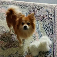 سگ پامر ماده|سگ|پاکدشت, پاکدشت (مامازند)|دیوار