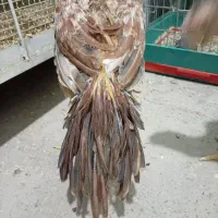 جوجه هندی|حیوانات مزرعه|رباط‌کریم, نصیرشهر|دیوار