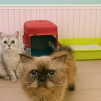 واگذاری گربه