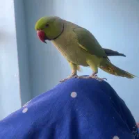 طوطی گمشده