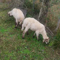 گوسفندبره نرقربونی ومیزان قیمته مقطوع|حیوانات مزرعه|اسالم, |دیوار