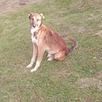 فروشی|سگ|تیکمه داش, |دیوار