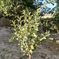 زمین مسکونی|فروش زمین و ملک کلنگی|خزل, |دیوار