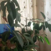گل طبیعی تمیز
