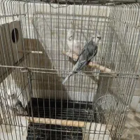 فروش عروس هلندی