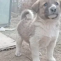 توله الابای اصیل سگ