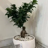 گلدان بن سای جنسینگ