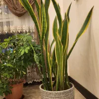 فروش تعدادی گیاه آپارتمانی بصورت یکجا|گل و گیاه طبیعی|تهران, اختیاریه|دیوار