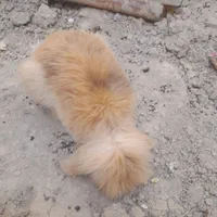 خرگوش لپی|موش و خرگوش|اصفهان, کوجان|دیوار