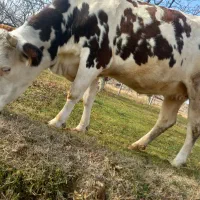 گاو سیمینتال مونت بیلیارد|حیوانات مزرعه|پلدشت, |دیوار