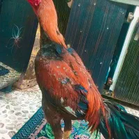 جوجه خروس لاری افغان عطیقه 4 دانگ|حیوانات مزرعه|زاهدان, |دیوار