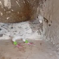 سلام همرنگ خطی اس  نر مست