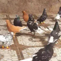 کبوتر.دم سفید.