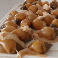 حلزون آچاتینا آلبینو