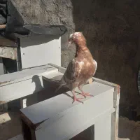 کبوتر چتن