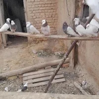 کفتر کبوتر طوقی|پرنده|سجاس رود, |دیوار