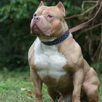 سگ بیت بول اصل اصل