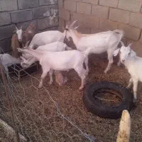 کولار سانن اصل