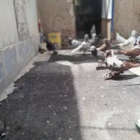 فروش یک گنجینه کبوتر