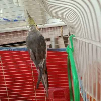 عروس سخنگو بالغ|پرنده|فومن, |دیوار