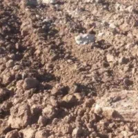 کودسفید   ۵۰عدد دونه ای ۱م ۸۰هزار