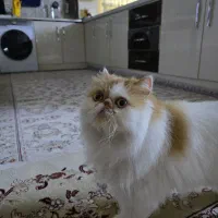 گربه پرشین سوپر فلت|گربه|چهاردانگه (تهران), |دیوار