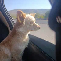 واگزاری سگ پامر روباهی