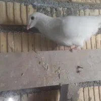 کبوتر پلاکی سفید