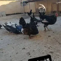 مرغ و خروس گلین لری اصیل