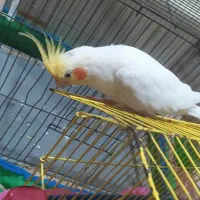 عروس هلندی نر سخنگو۶ماهه