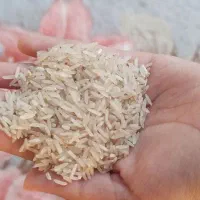 برنج فجر سوزنی