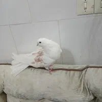 کفتر نوک ریز