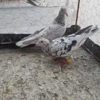 کفتر هفرنگ