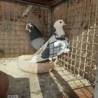 کبوتر تیرماه تیکه پاره جفت ۱.۲۰۰