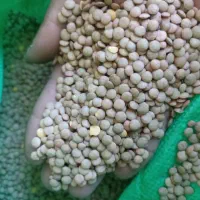 پخش عمده وخرده عدس|خوردنی و آشامیدنی|بانه, |دیوار