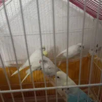 مرغ عشق زیباوخاص|پرنده|شاهین‌شهر, شهرک ردانی پور|دیوار