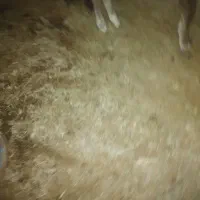 کود گاوی گوسفندی|گل و گیاه طبیعی|بم, |دیوار