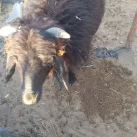 شیشک چاق گوشتی|حیوانات مزرعه|جازموریان, |دیوار