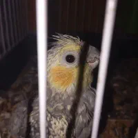 عروس هلندی مریض pbfd